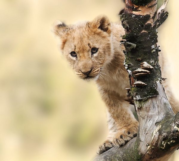 7 Days Best of Kenya Private Safari
