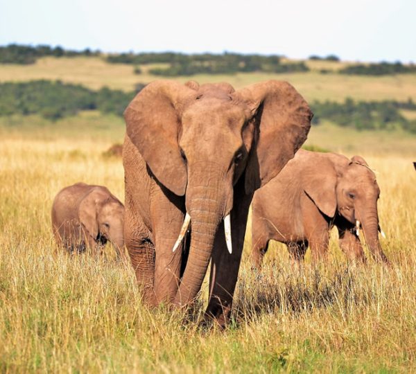 11 Days Kenya Private Safari