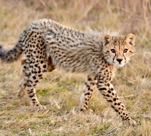 12 Days Masai Mara, Lake Naivasha, Amboseli, Tsavo West, Tsavo East and Mombasa Beach
