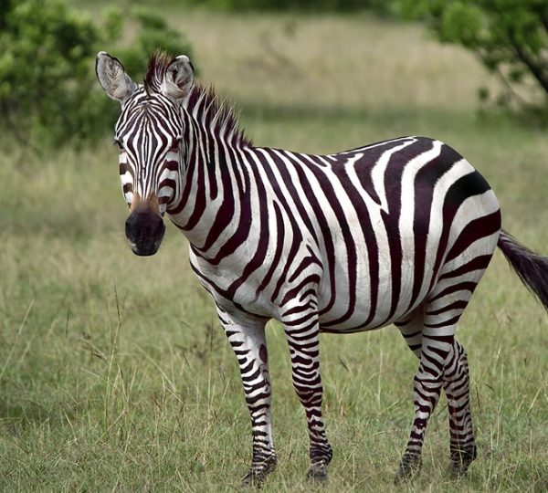 3 Days Masai Mara Safari
