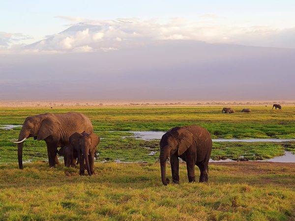 10 Days Best of Kenya Private Safari