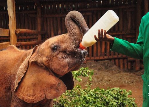 Full Day Visit Giraffe Center, David Sheldrick Elephant Orphanage & Karen Blixen
