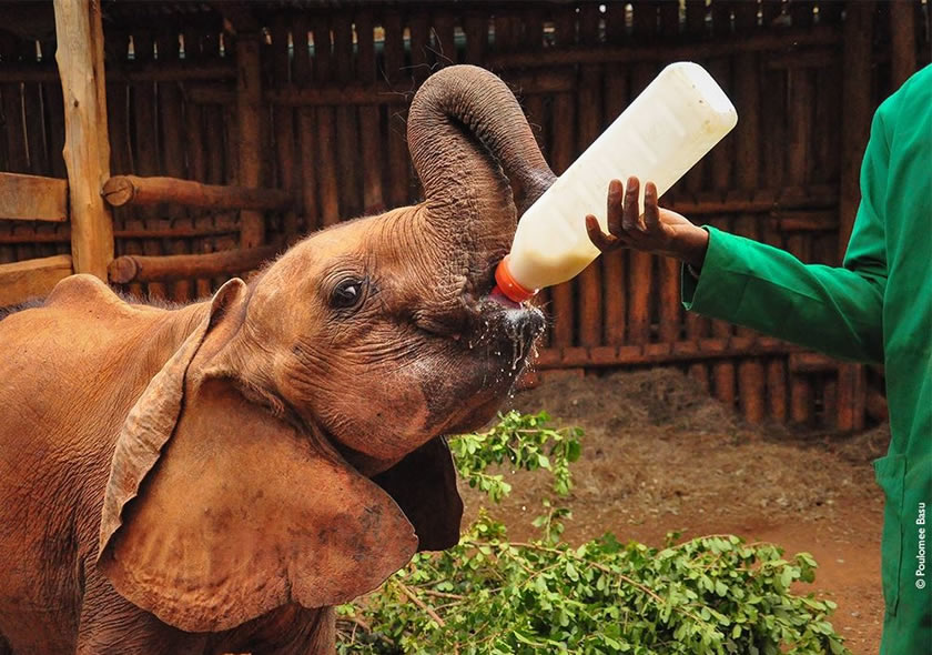 Full Day Visit Giraffe Center, David Sheldrick Elephant Orphanage & Karen Blixen