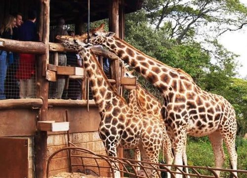 Full-Day Nairobi Safari