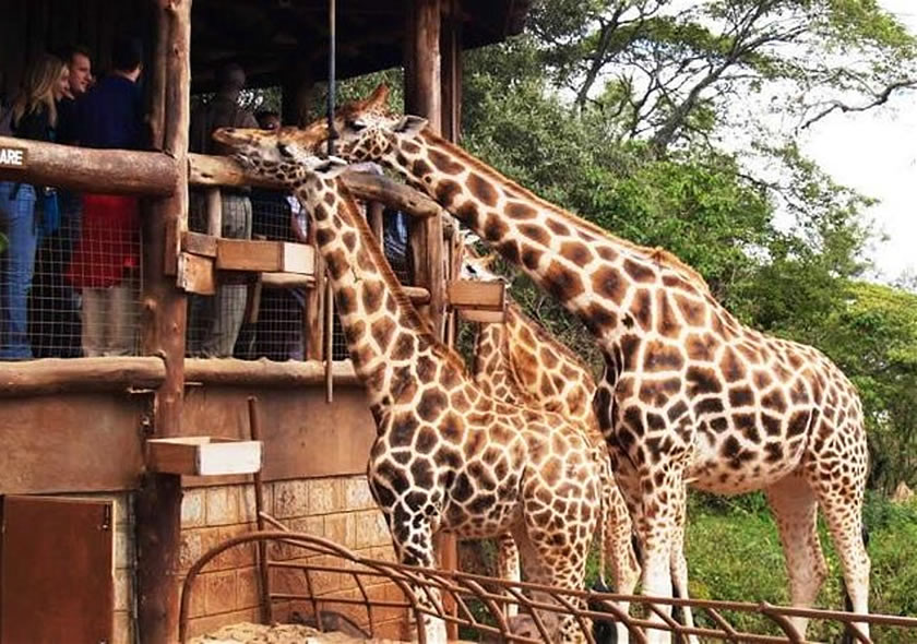 Full-Day Nairobi Safari