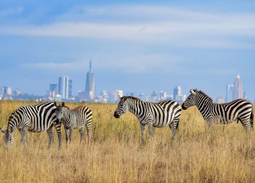 Half-Day Nairobi National Park Safari