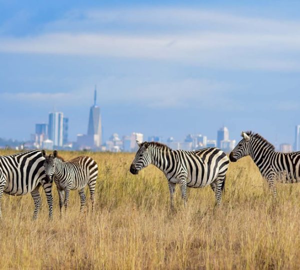 Half-Day Nairobi National Park Safari