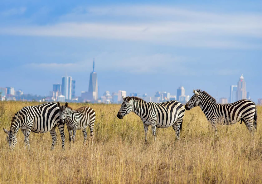 Half-Day Nairobi National Park Safari