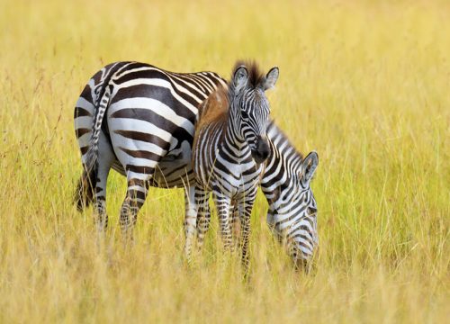 4 Days Fly-In Masai Mara Safari