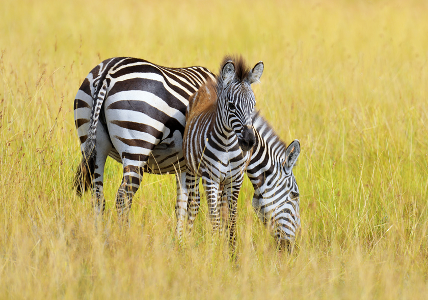 4 Days Fly-In Masai Mara Safari