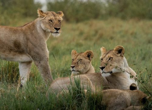 3 Days Fly-In Masai Mara Safari