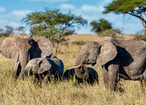 5 Days Tanzania Private Safari